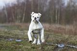 BOULEDOGUE AMERICAIN 025